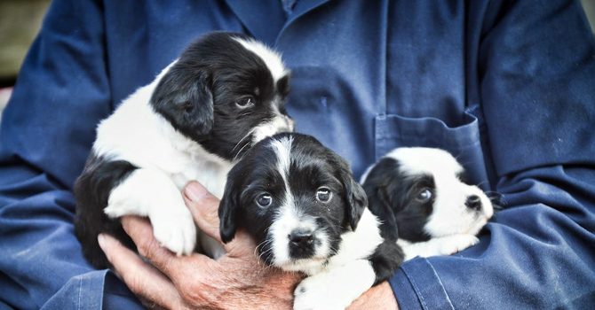 Essential factors to consider for puppies